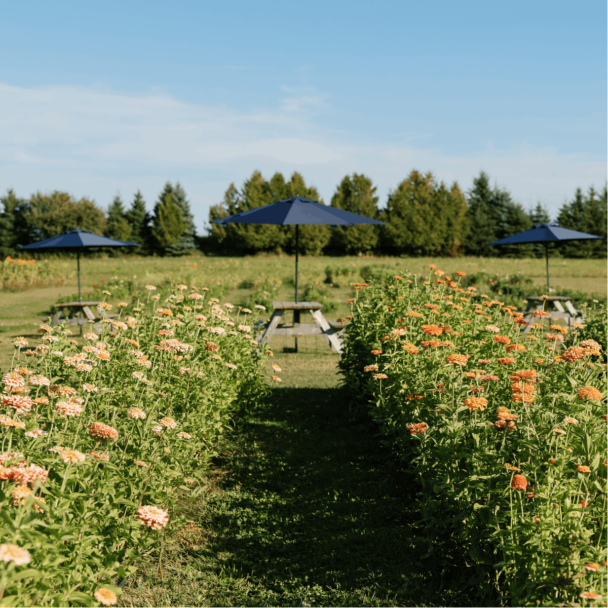 Flower Farm Experiences