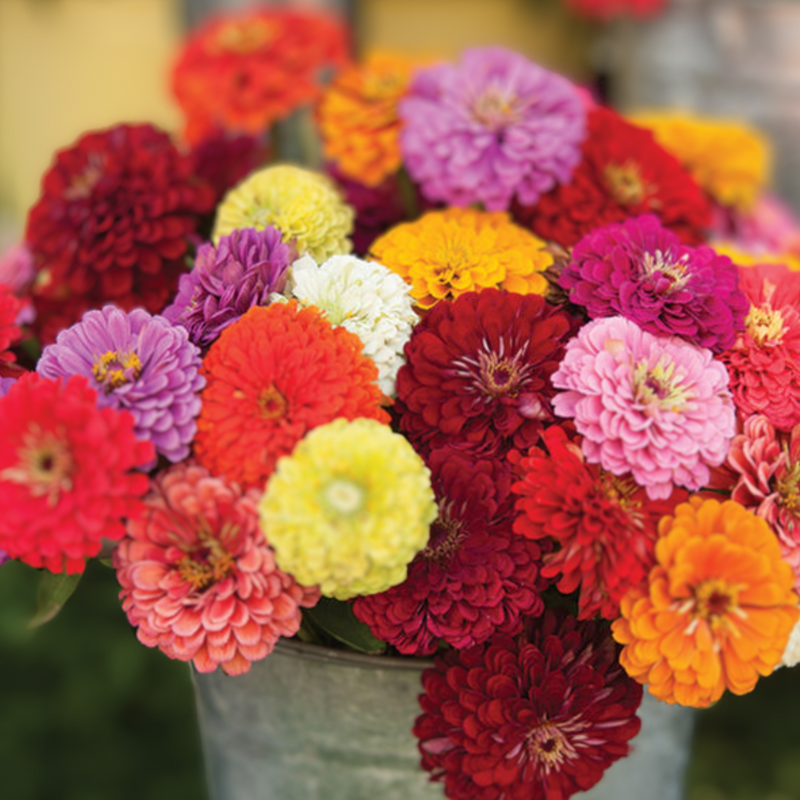 Benary's Giant Mix Zinnia Seeds