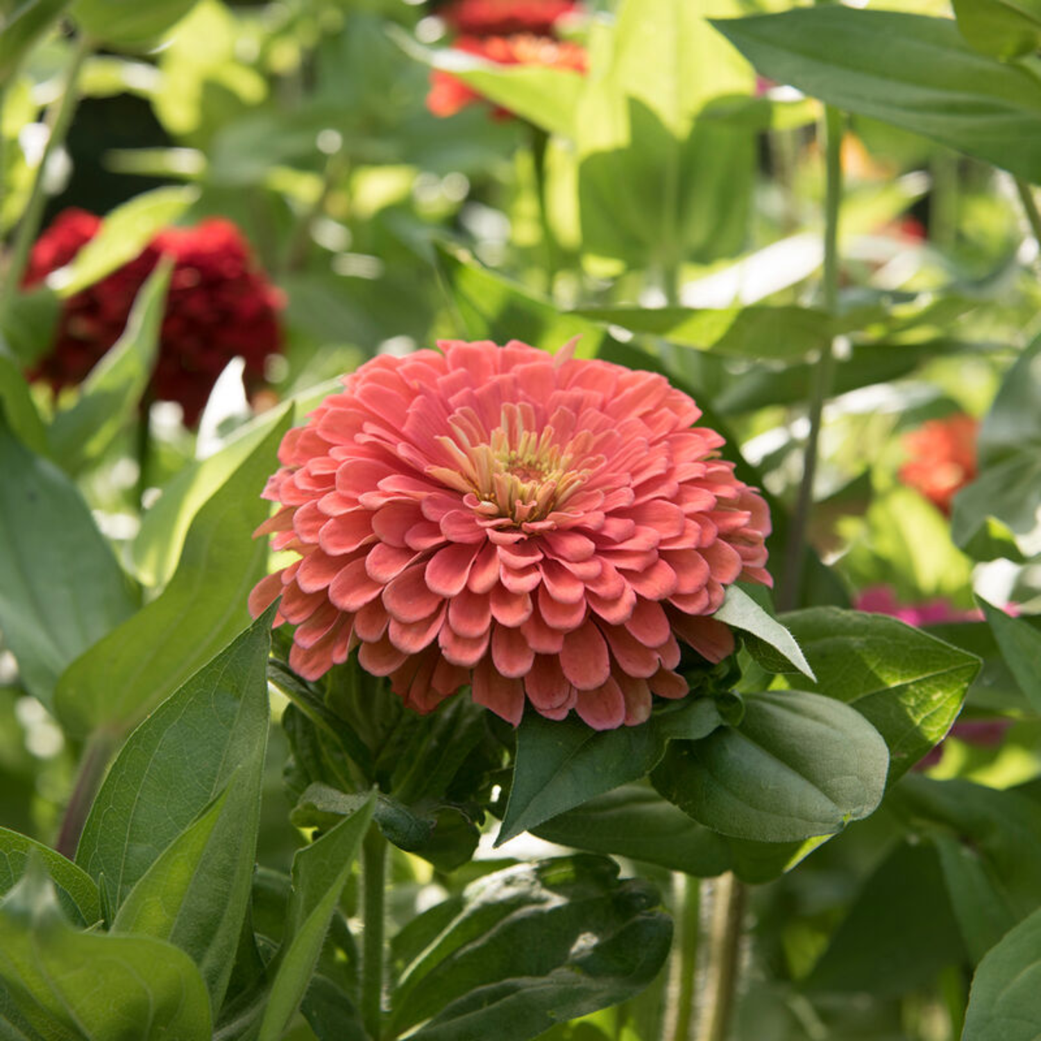 Zinnia - Benary's Giant Salmon Rose Seeds