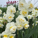 Cheerfulness Narcissus