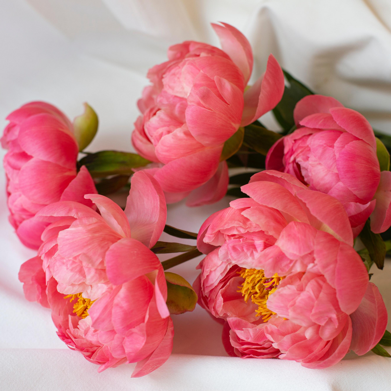 Coral Sunset Peony