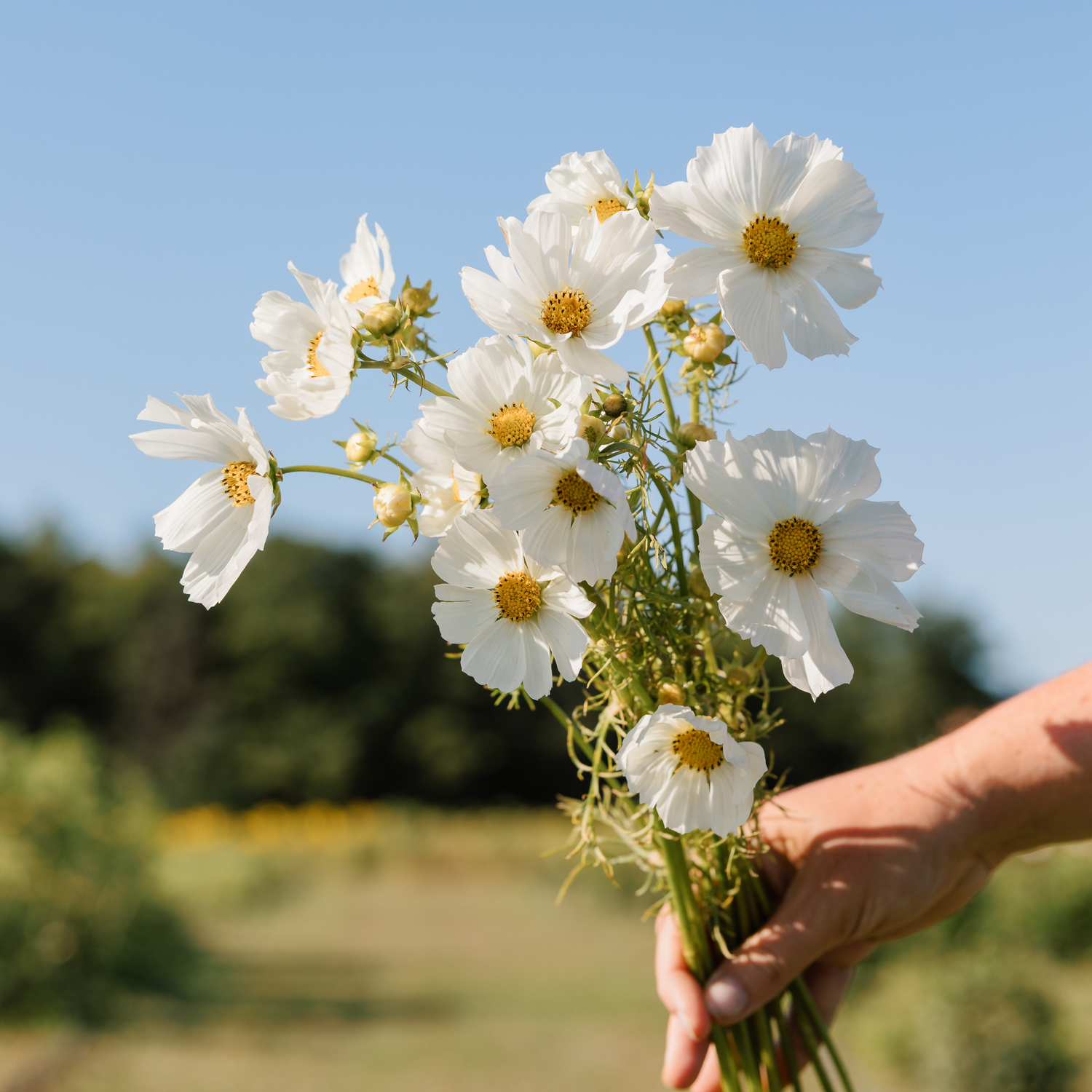 Cosmos - Afternoon White Seed