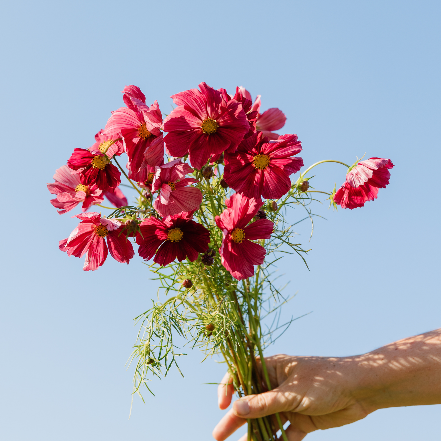 Cosmos - Rubenza Seed