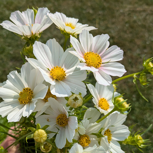 Cosmos - Versailles Flush Seed
