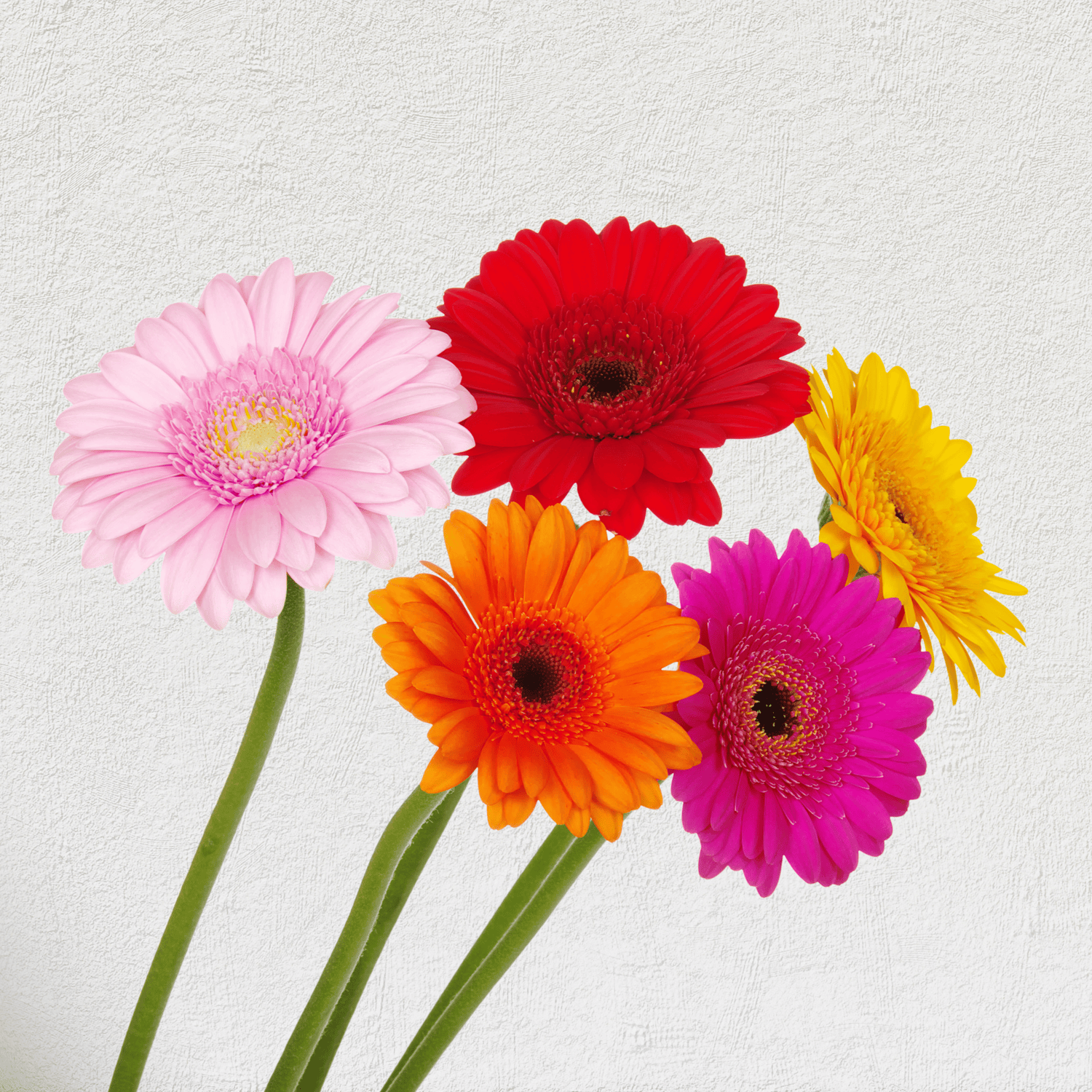 Dazzle & Dance Bouquet - Stage Presence School of Dance