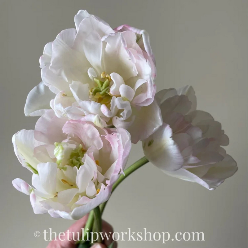 Finola Tulip Bulbs