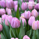 Katinka Tulip Bulbs