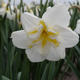 Lemon Beauty Narcissus