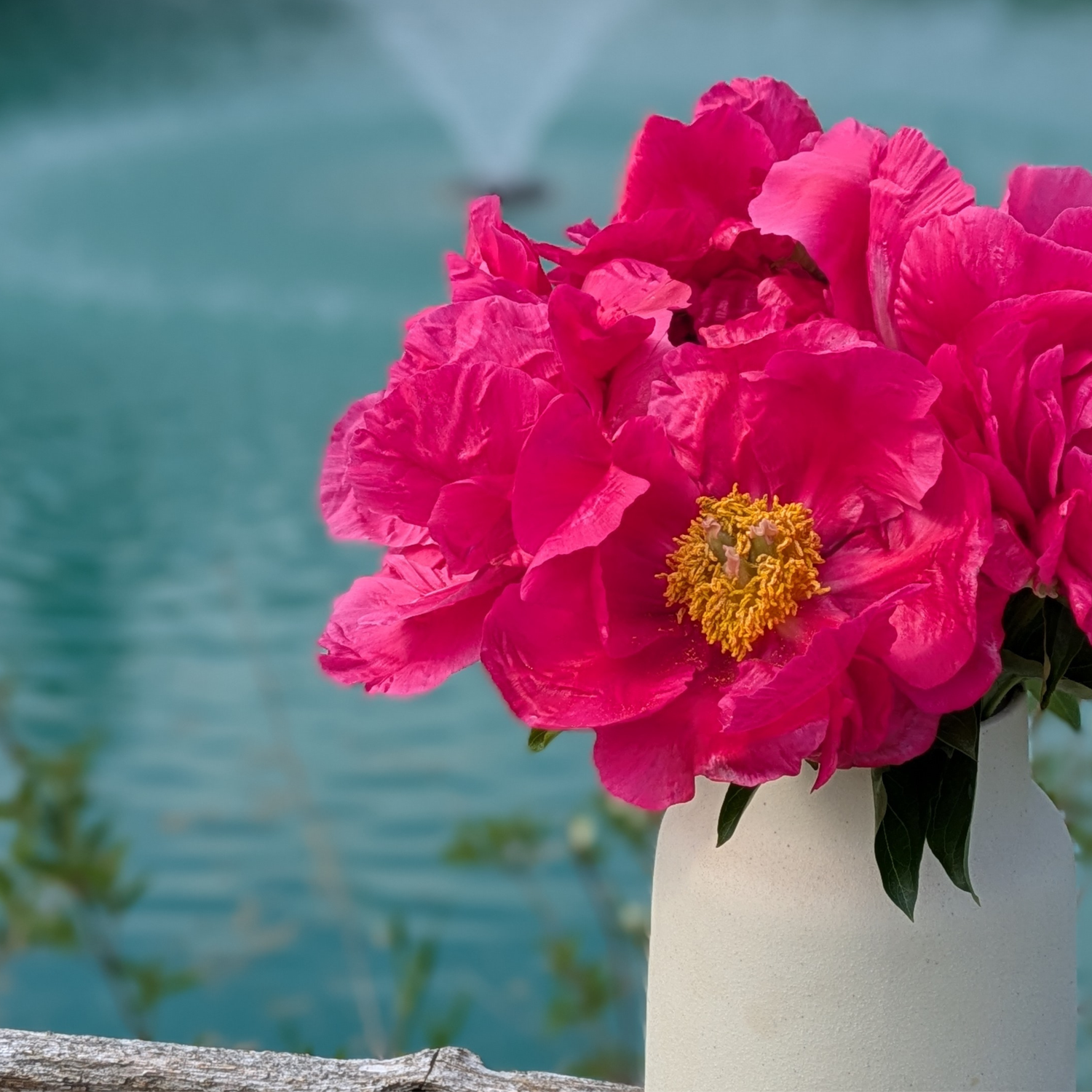 Bulk Peonies