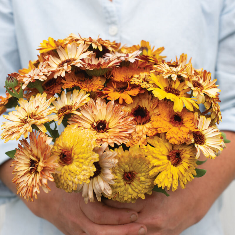 Flashback Mix Calendula Seeds
