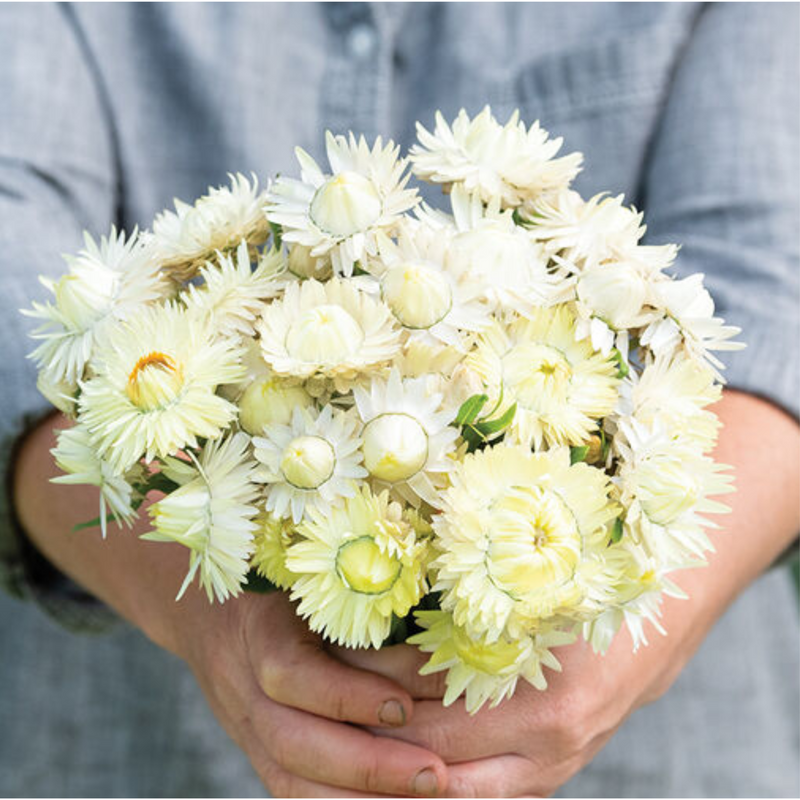 Creamy White Strawflower Seeds