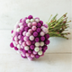 QIS™ Formula Mix Gomphrena Seeds