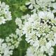 White Finch Orlaya Seeds