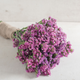 Seeker Rose Shades Statice Seeds