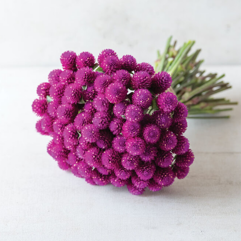 QIS™ Purple Gomphrena Seeds