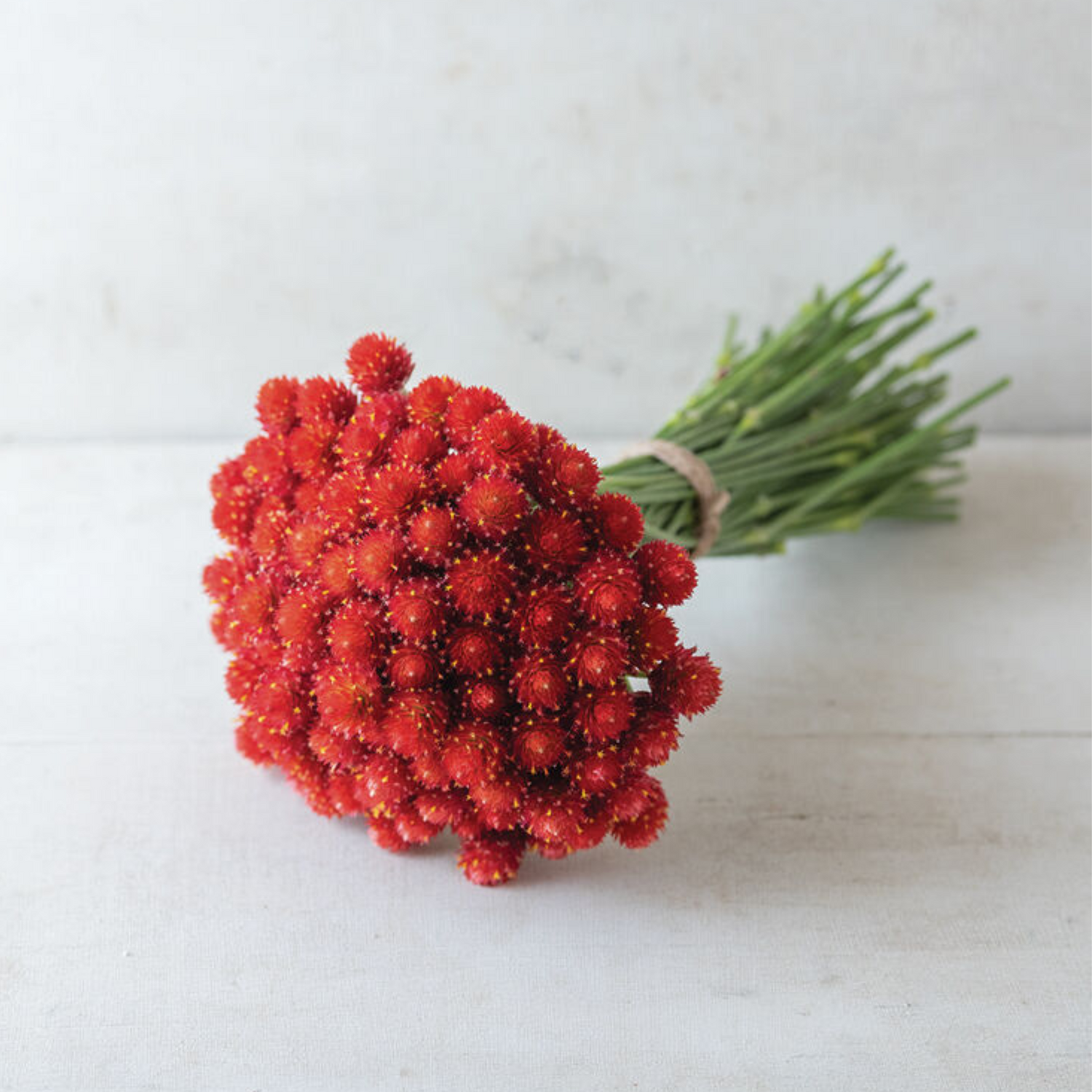 Gomphrena - Strawberry Fields Seeds