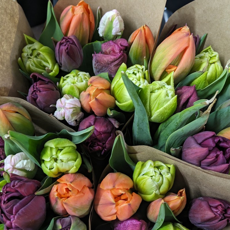 Twice-Monthly Tulip Subscription (Feb to Apr)