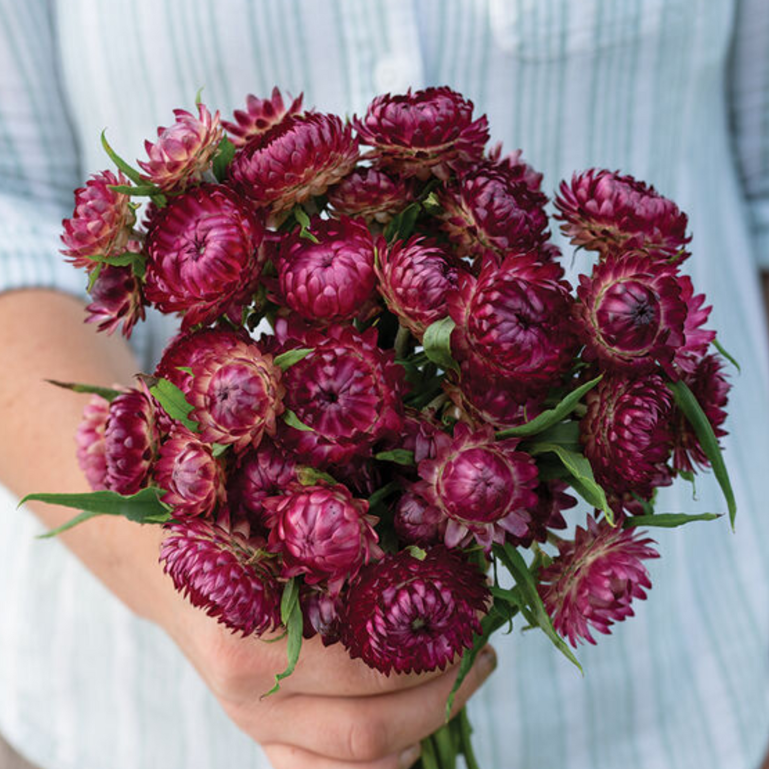 Strawflower - Cranberry Rose Seeds