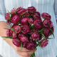 Cranberry Rose Strawflower Seeds