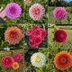 Bulk Dahlias