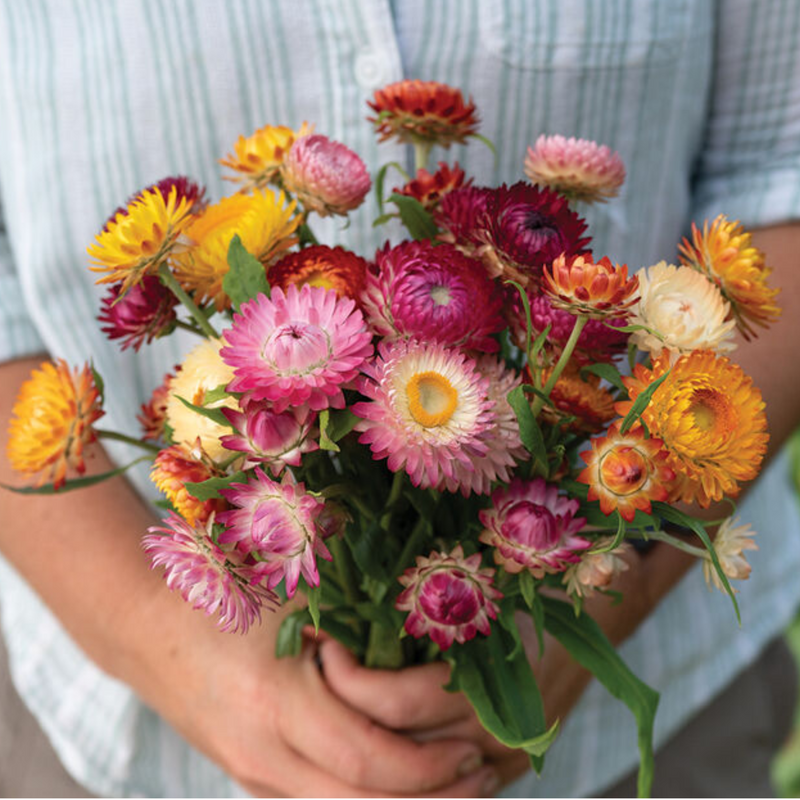 Choice Mix Strawflower Seeds