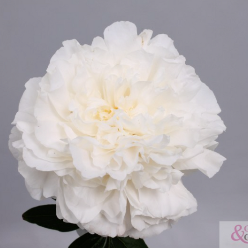 Mother's Choice Peony