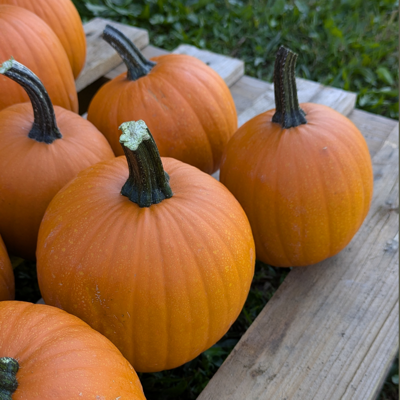 Autumn Pumpkins