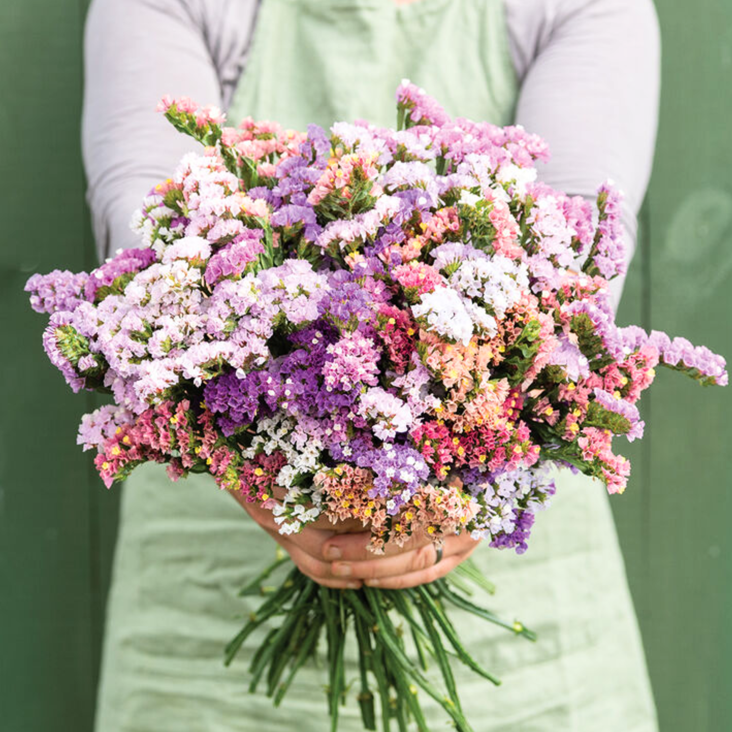 Statice - Pastel Mix Seeds