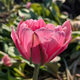 Pink Cameo Tulip Bulbs