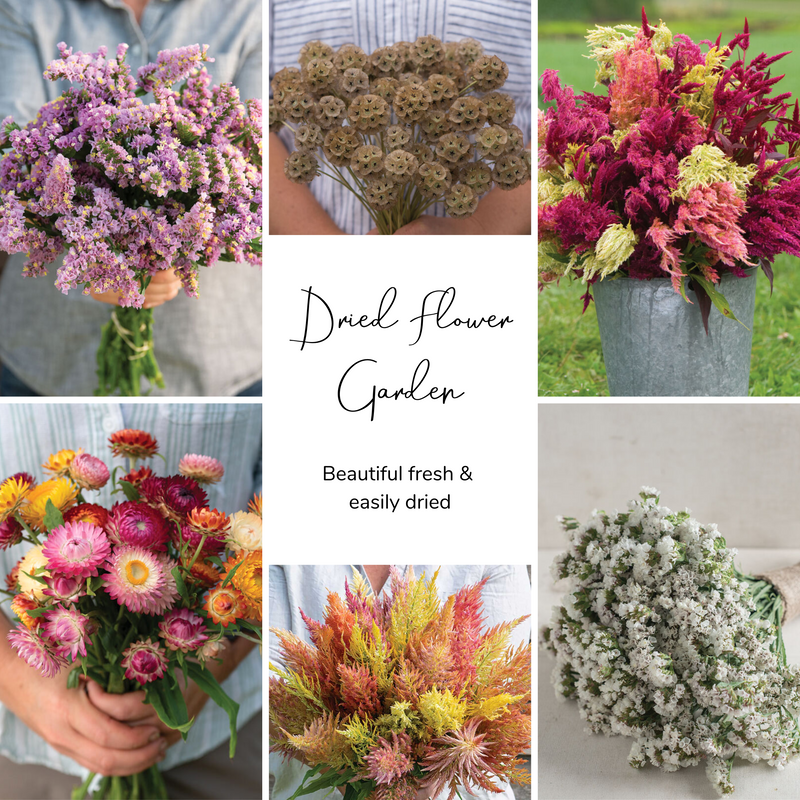 Dried Flower Garden Seed Bundle