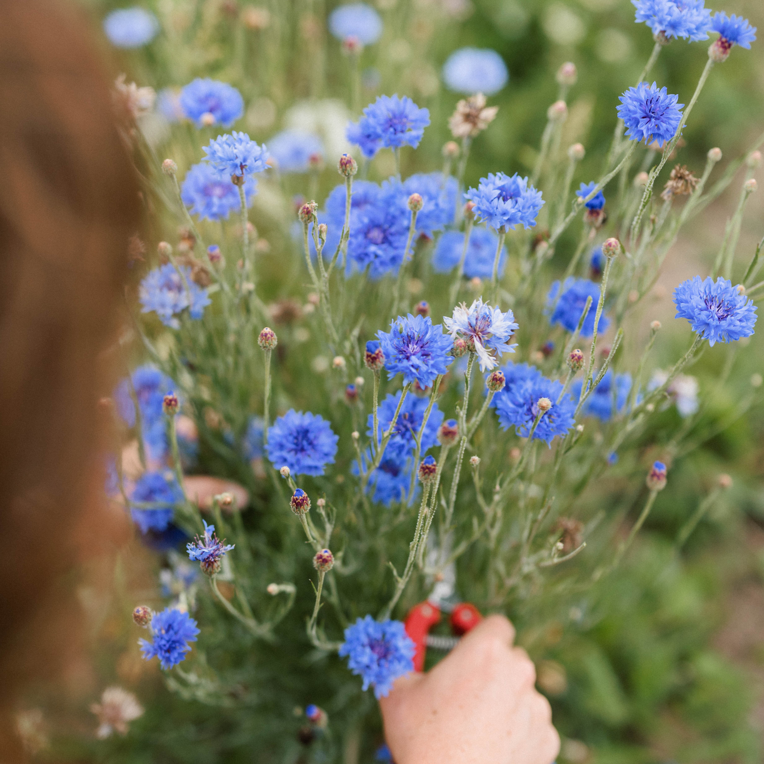 Centaurea - Tall Blue Boy Seeds