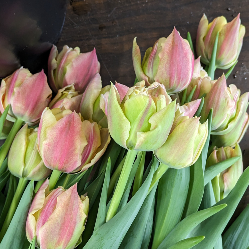 Verona Sunrise Tulip Bulbs