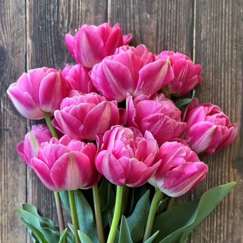 Voque Tulip Bulbs