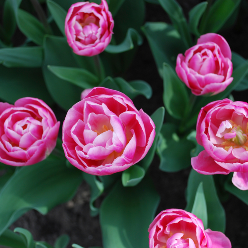 Voque Tulip Bulbs