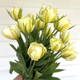 White Valley Tulip Bulbs