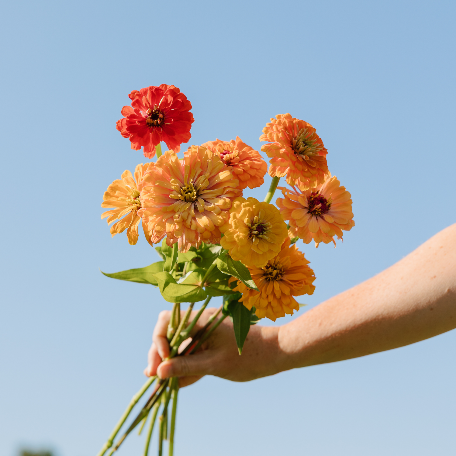 Zinnia - Aurora Seeds