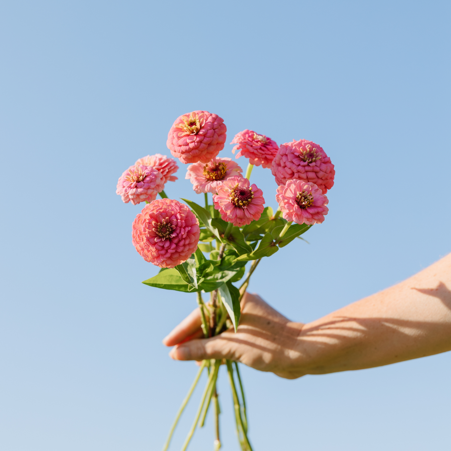Zinnia - Oklahoma Pink Seeds