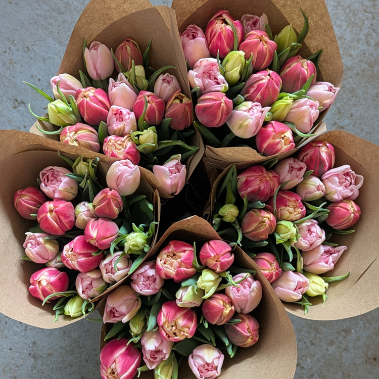 Tulip Bulbs