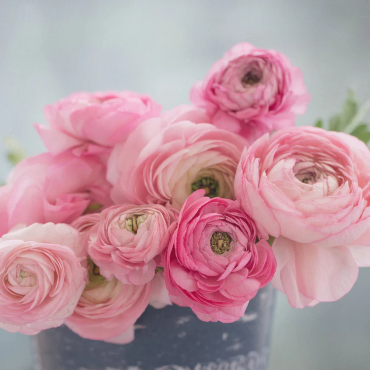 Ranunculus + Anemones