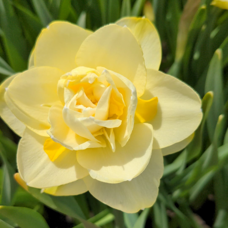 Daffodil Bulbs