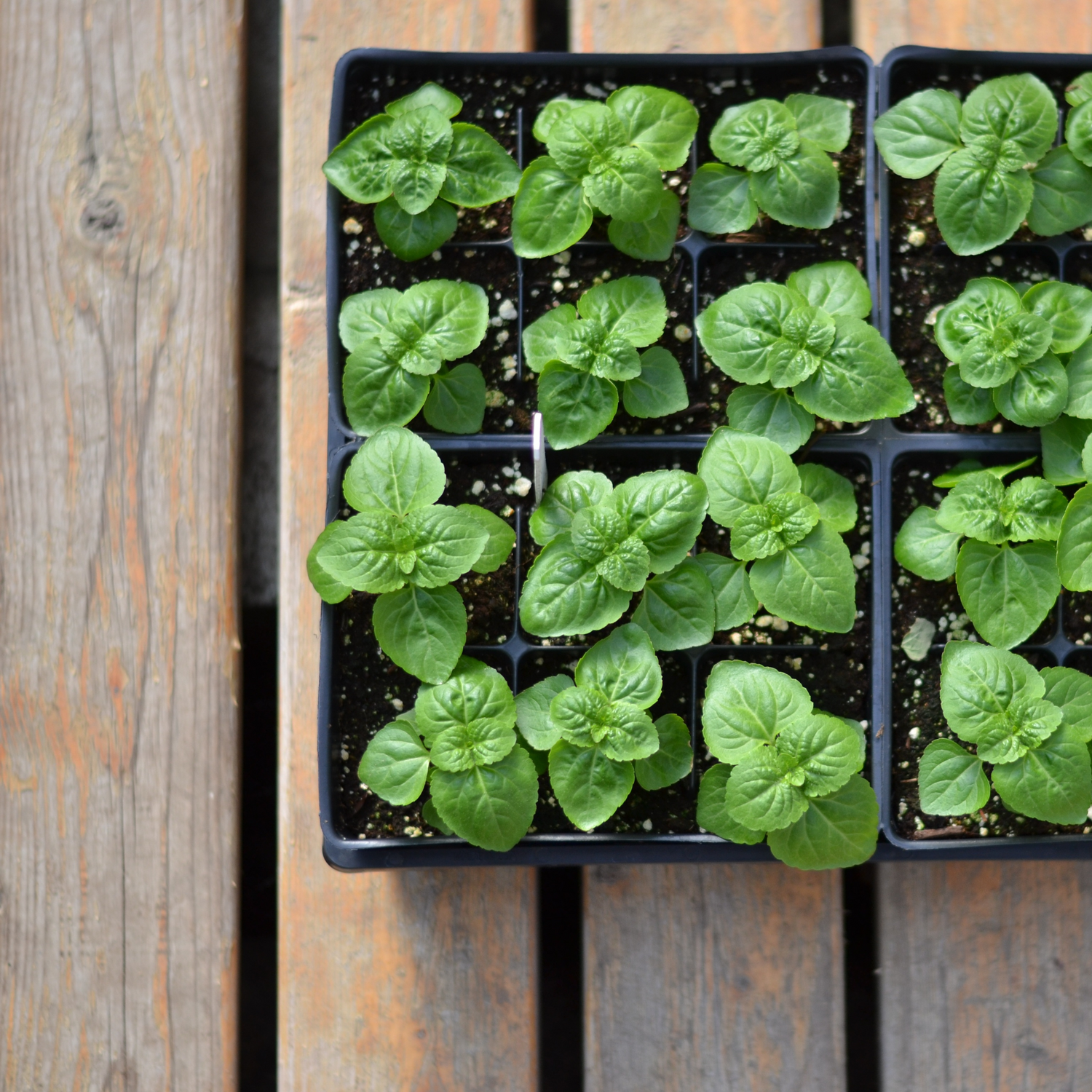 Flower Seedlings