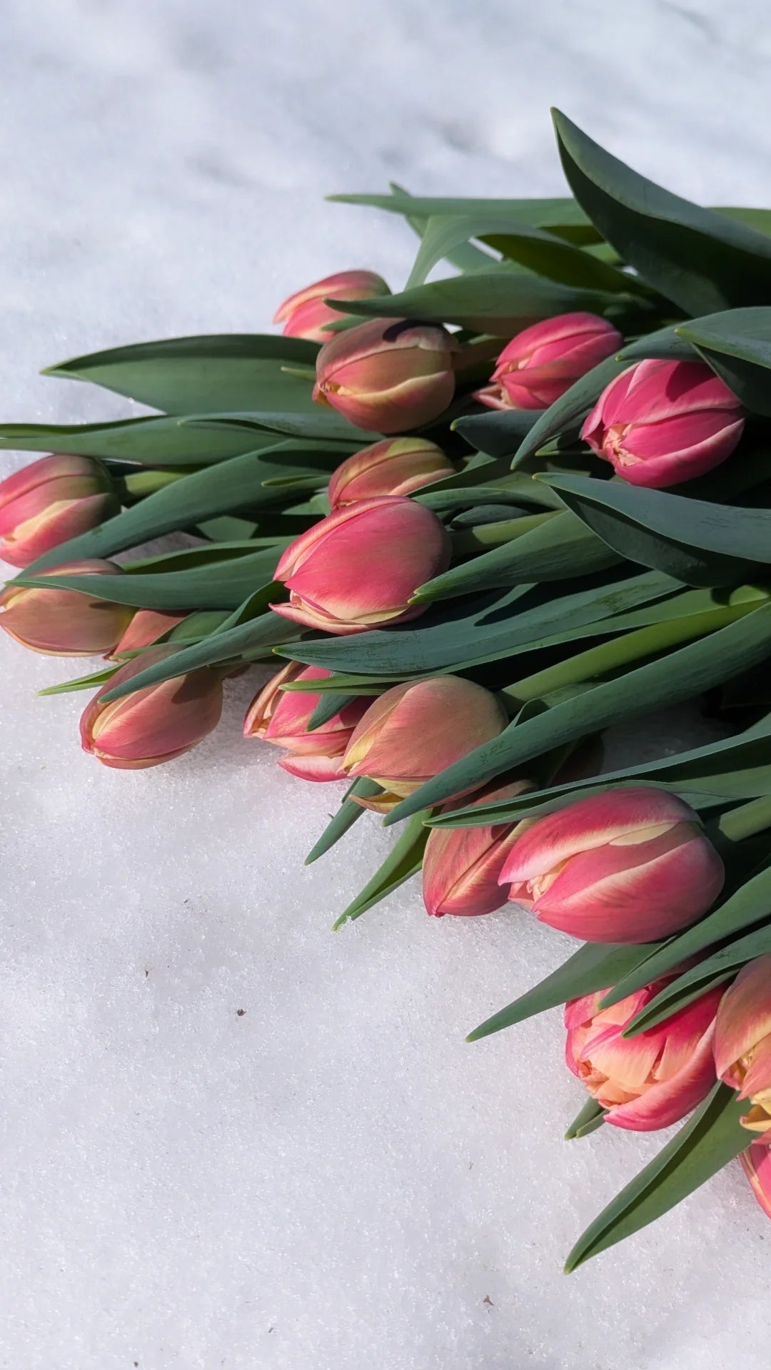 Flower Subscriptions