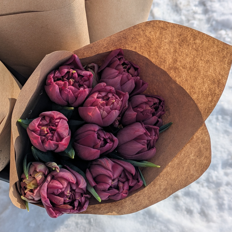 Alison Bradley Tulip Bulbs