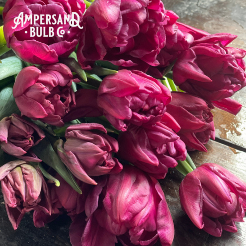 Alison Bradley Tulip Bulbs