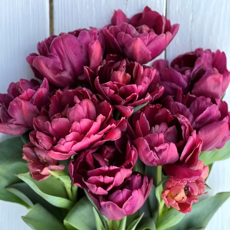 Alison Bradley Tulip Bulbs