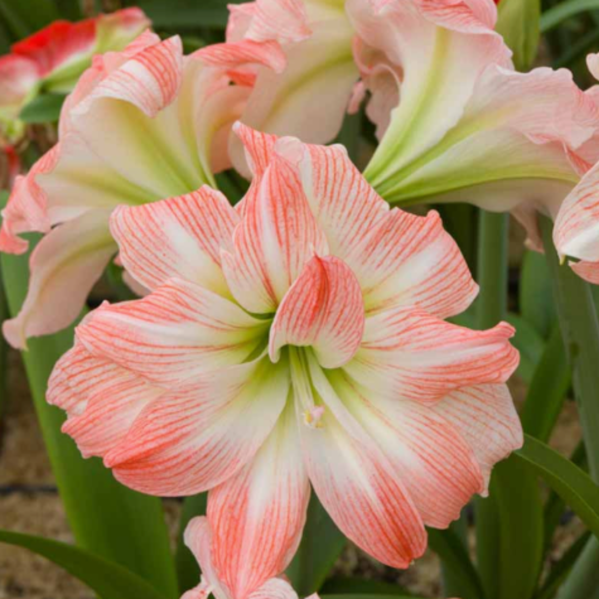 Potted Amaryllis