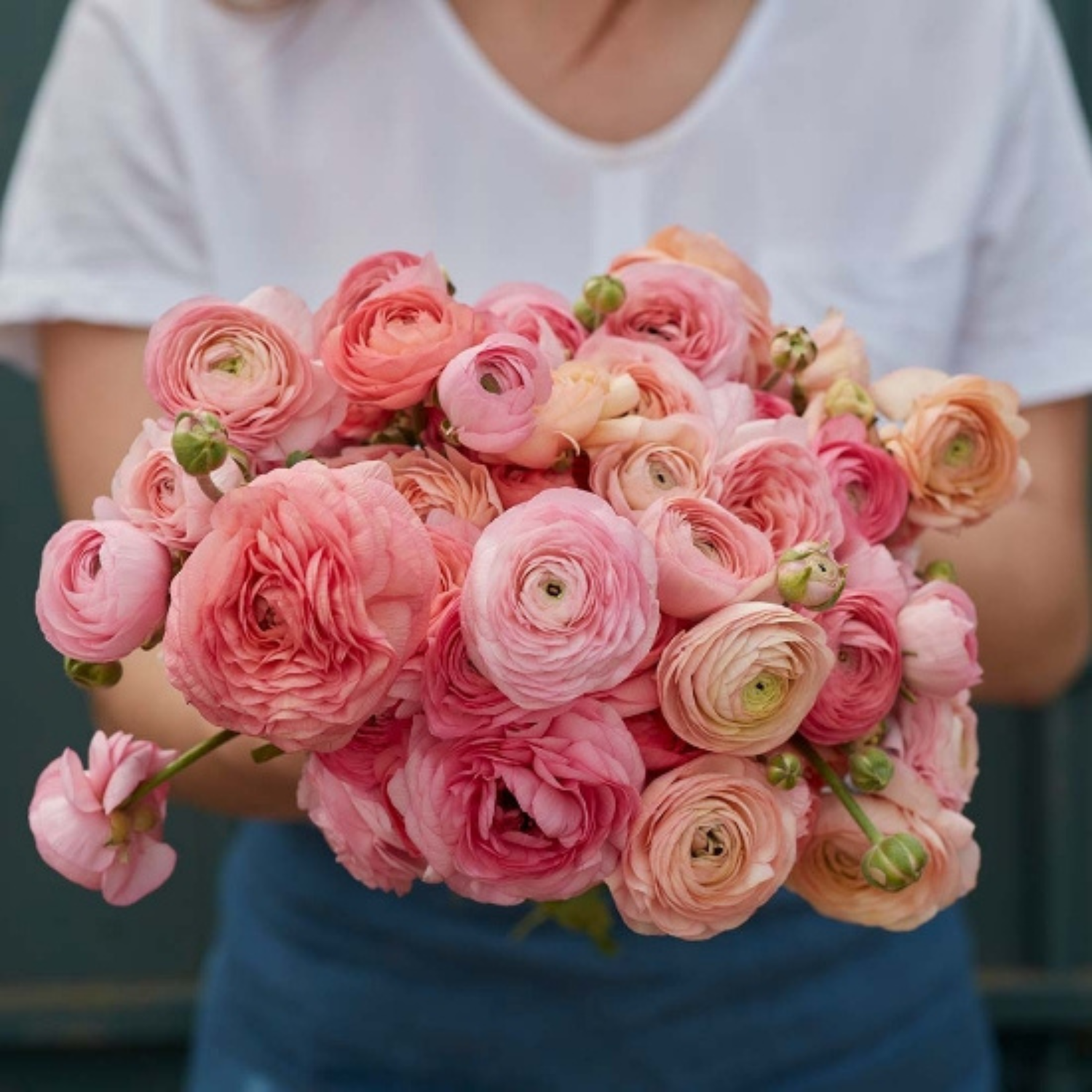 Pastel Mix Ranunculus