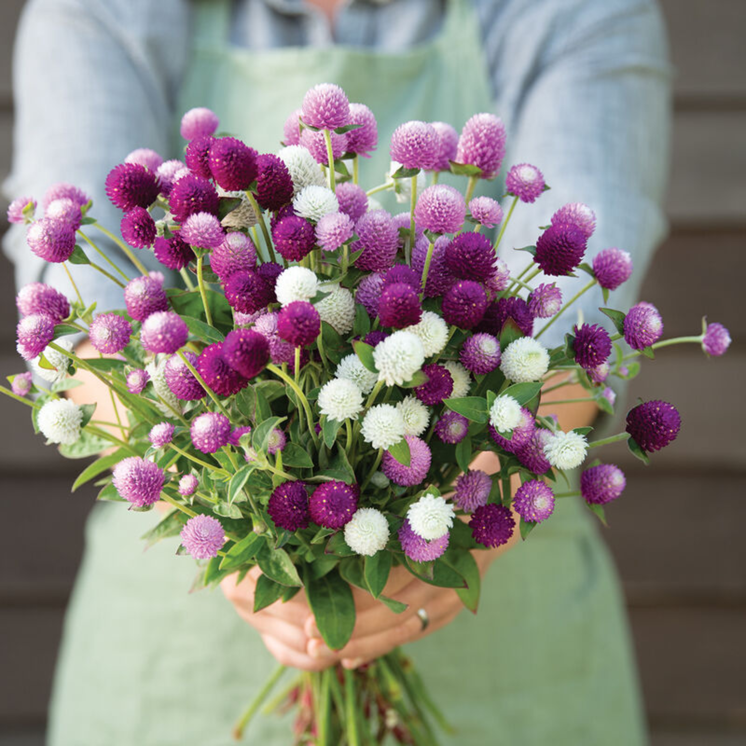 Gomphrena - Audray Mix Seeds