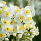Avalanche Narcissus