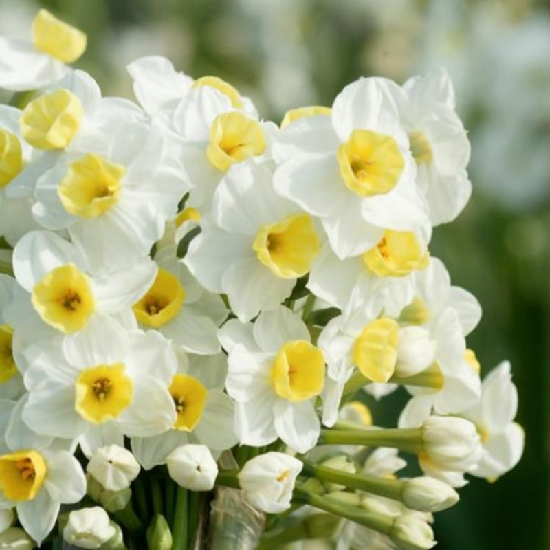 Avalanche Narcissus